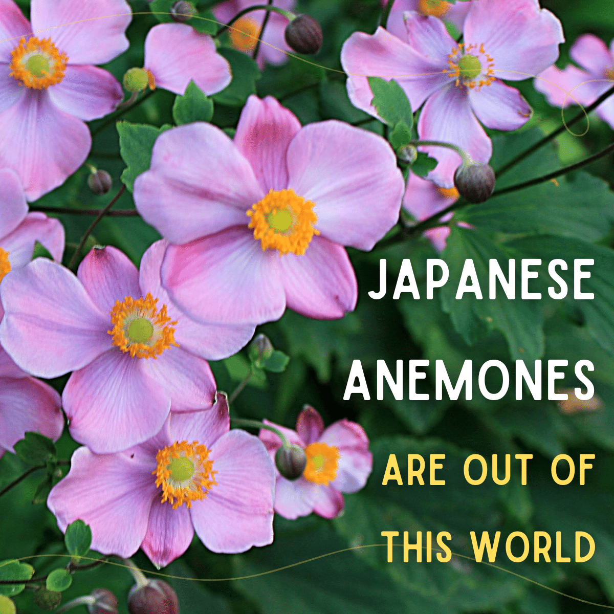 Japanese Anemones Are Out of This World