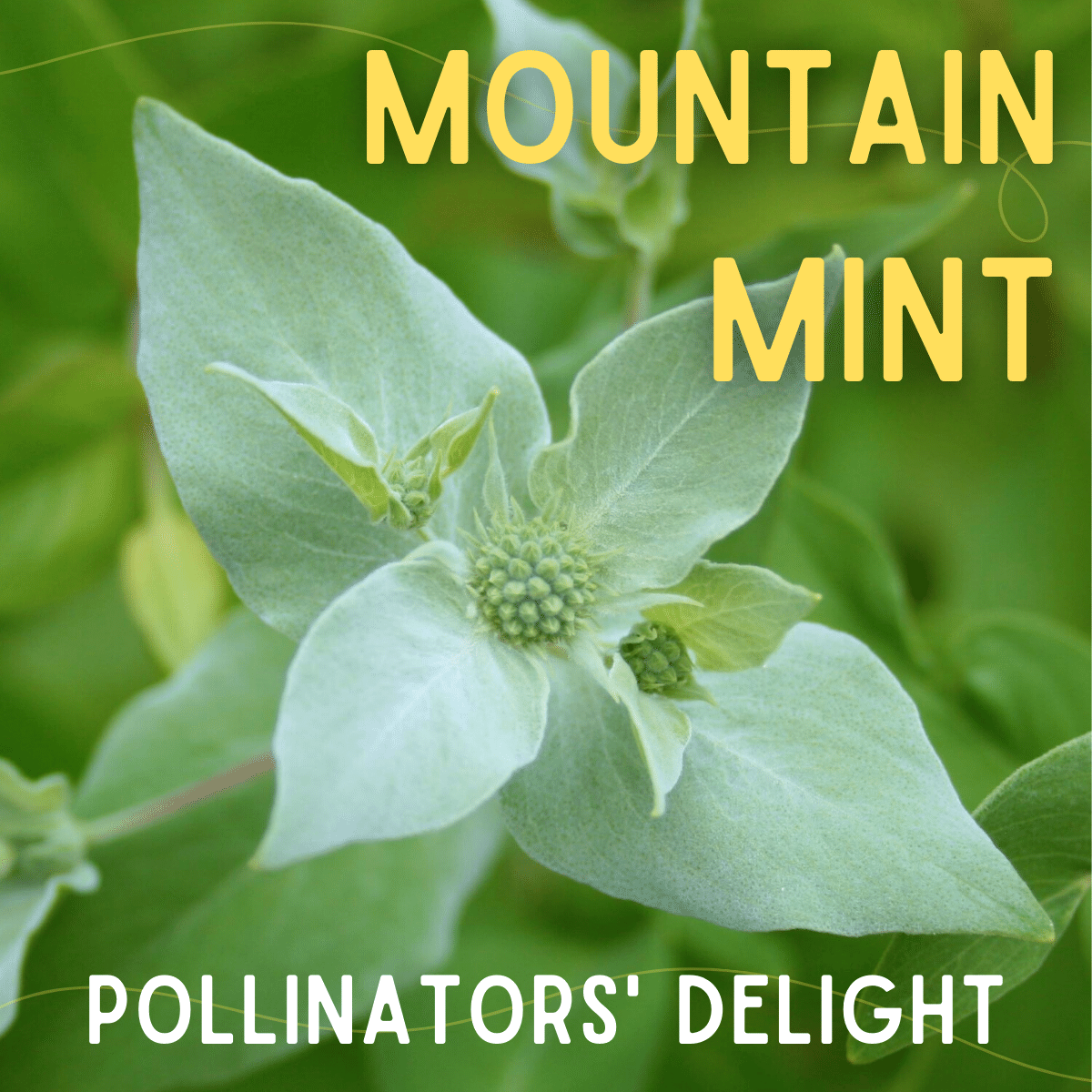 Pycnanthemum - Mountain Mint – Pollinators’ Delight