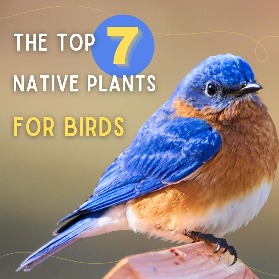 Top 7 Native Perennials for Birds
