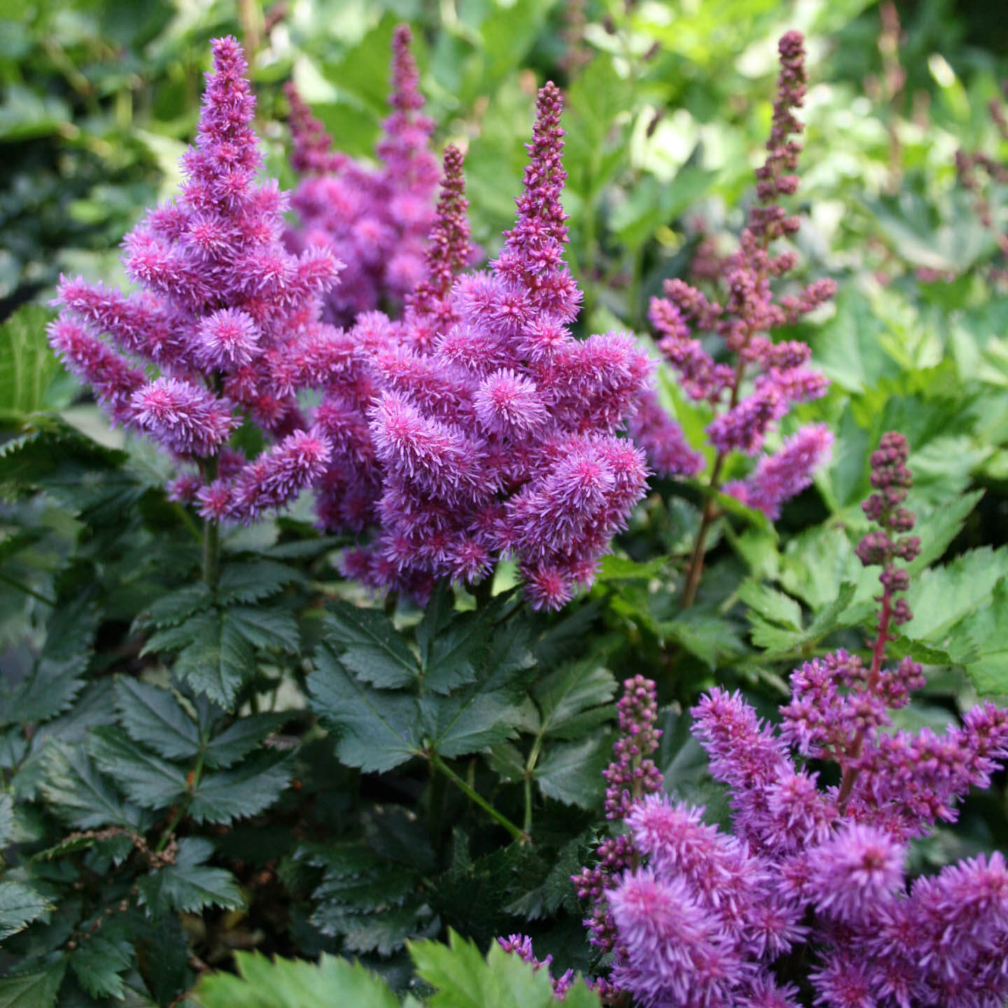 Spigelia Marilandica for sale