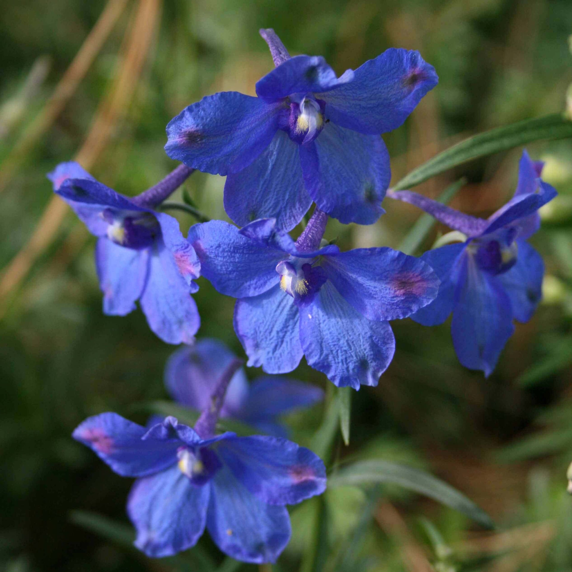 Delphinium Butterfly Blue for sale