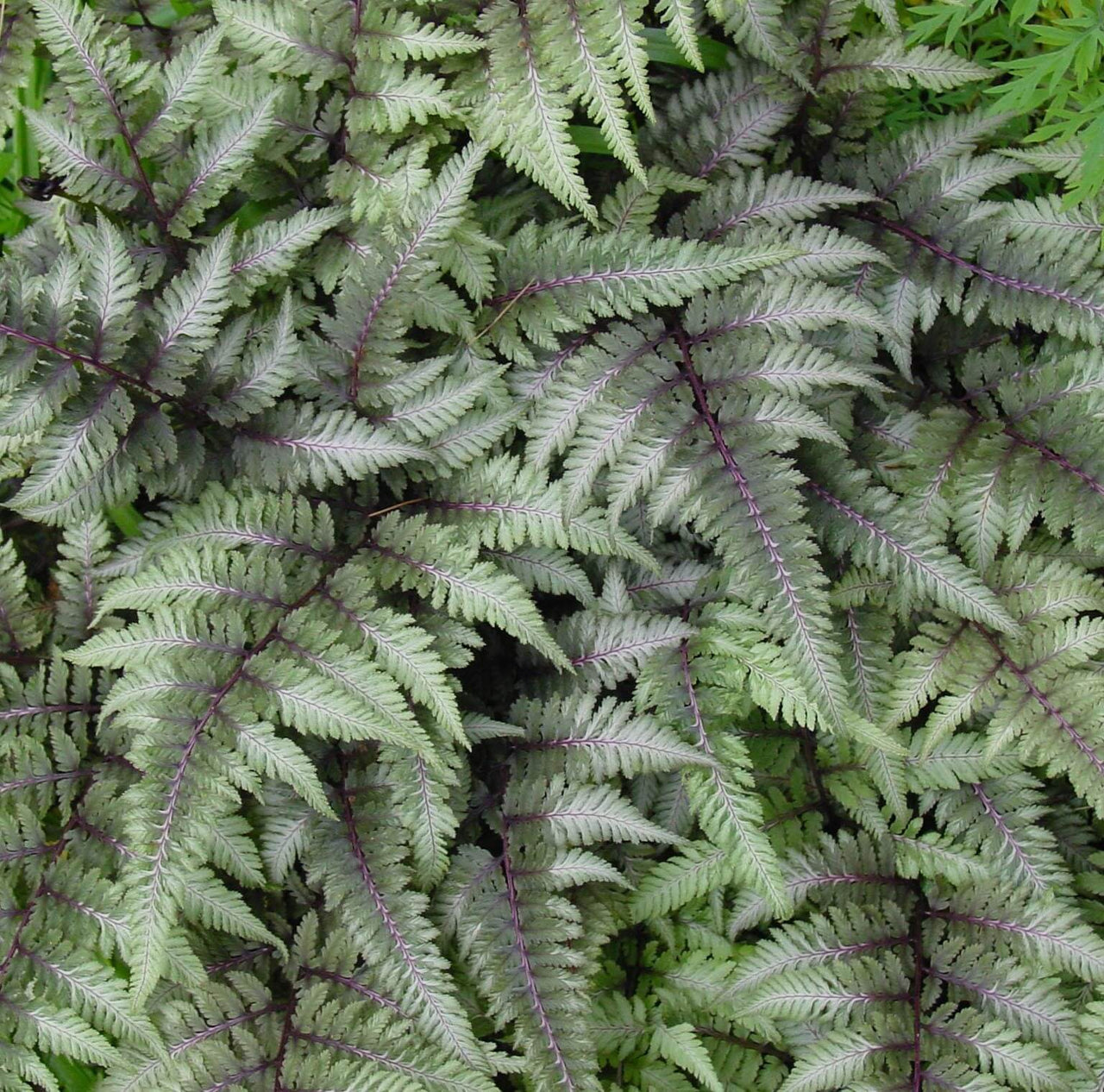 Japanese Painted Fern for sale