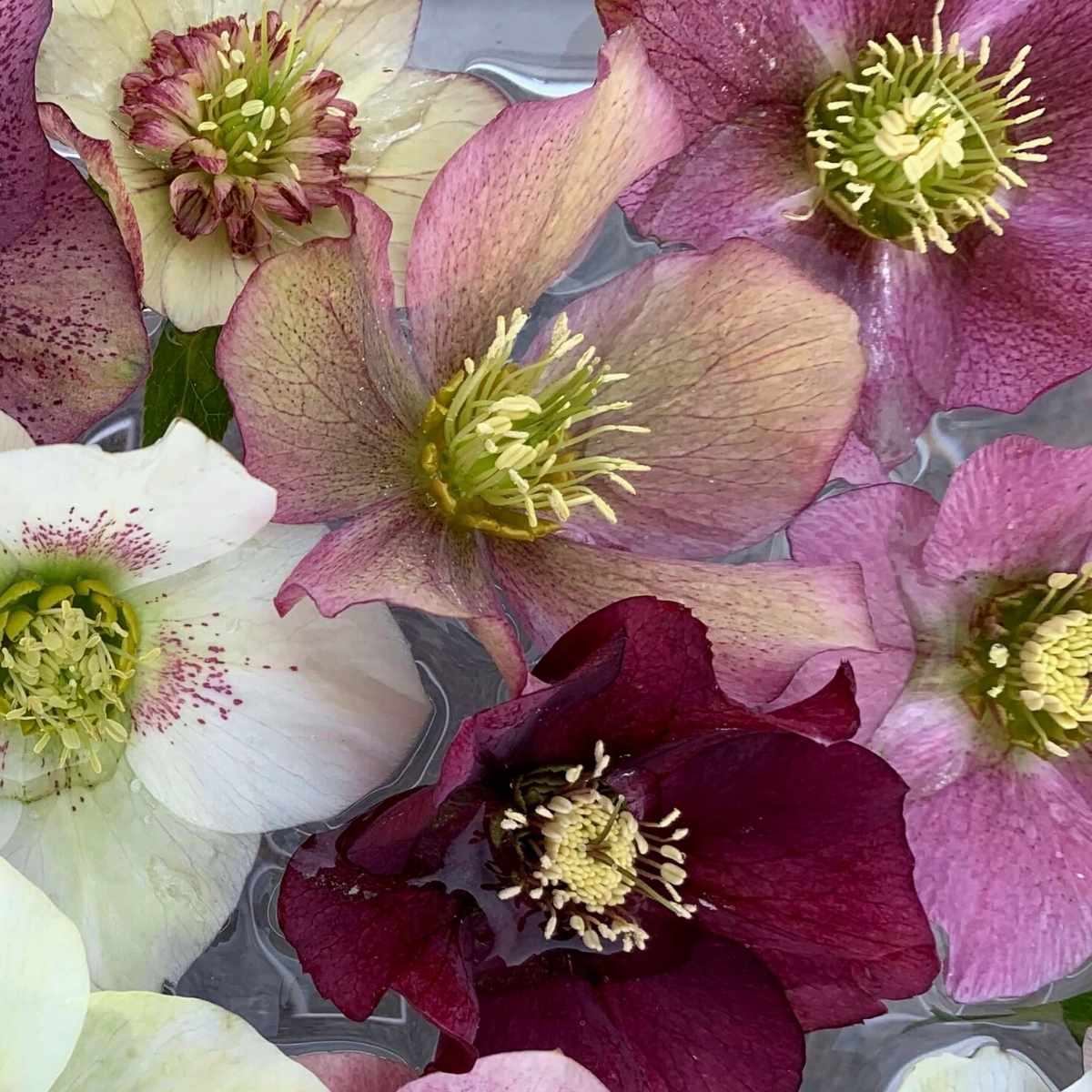 Sale Plants!