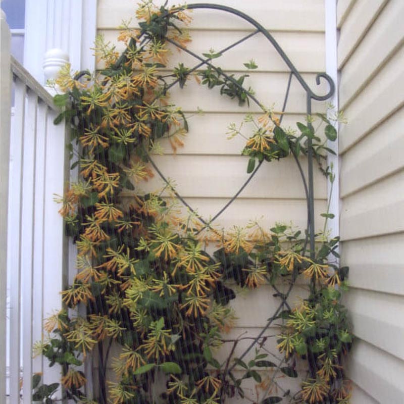 Lonicera 'John Clayton' for sale