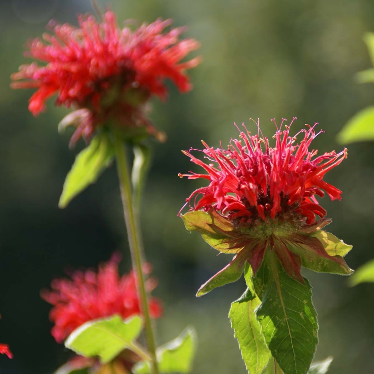 North American native plants for sale