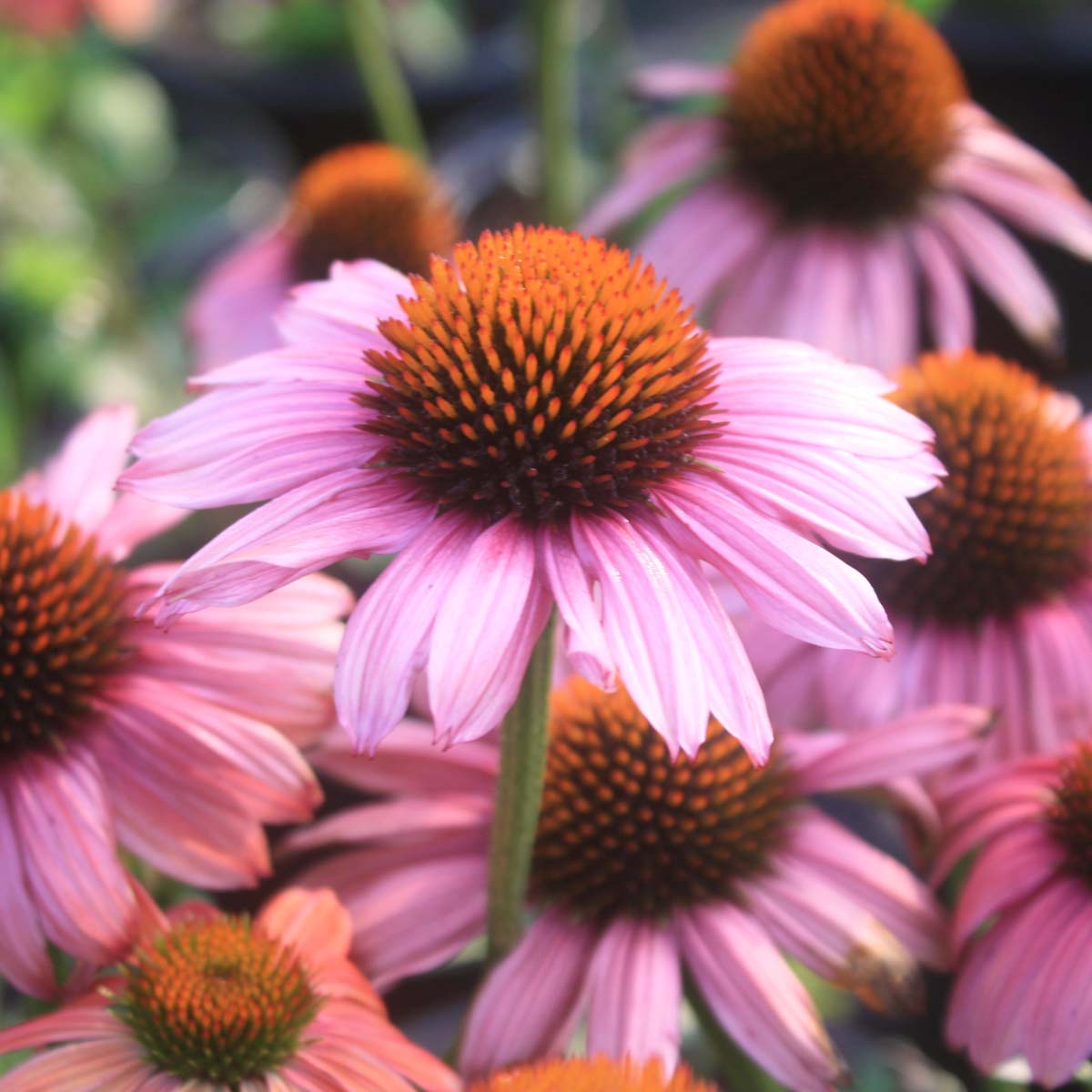 Coneflowers make great cottage garden plants.
