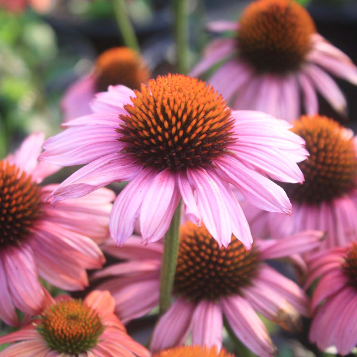 Cottage Garden Perennial Plants