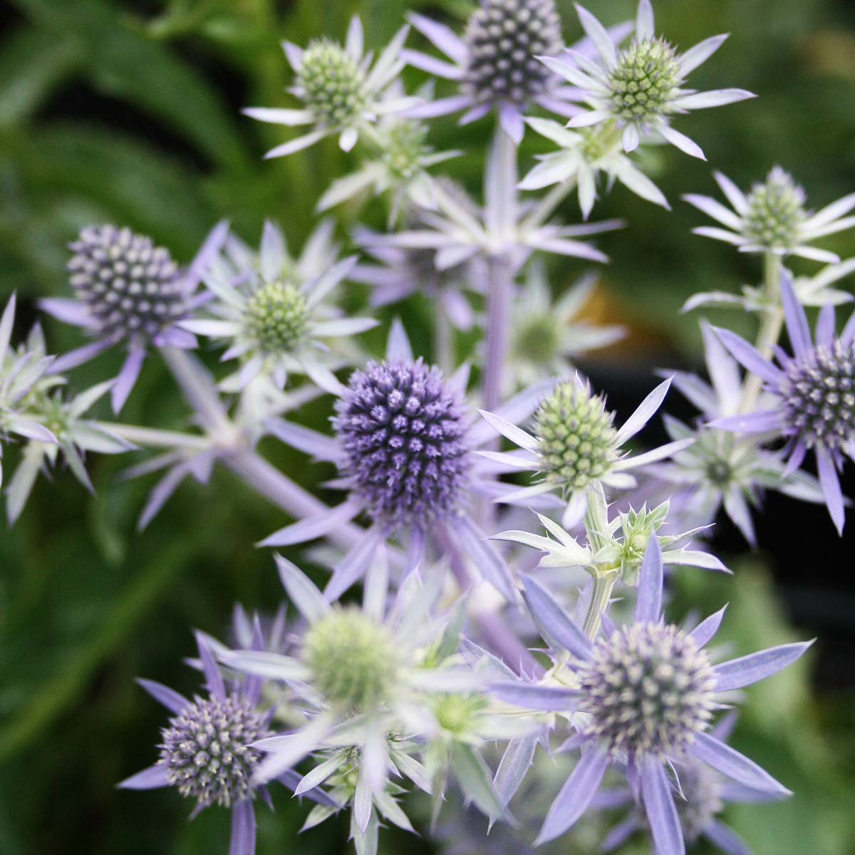 Tricyrtis Samurai for sale