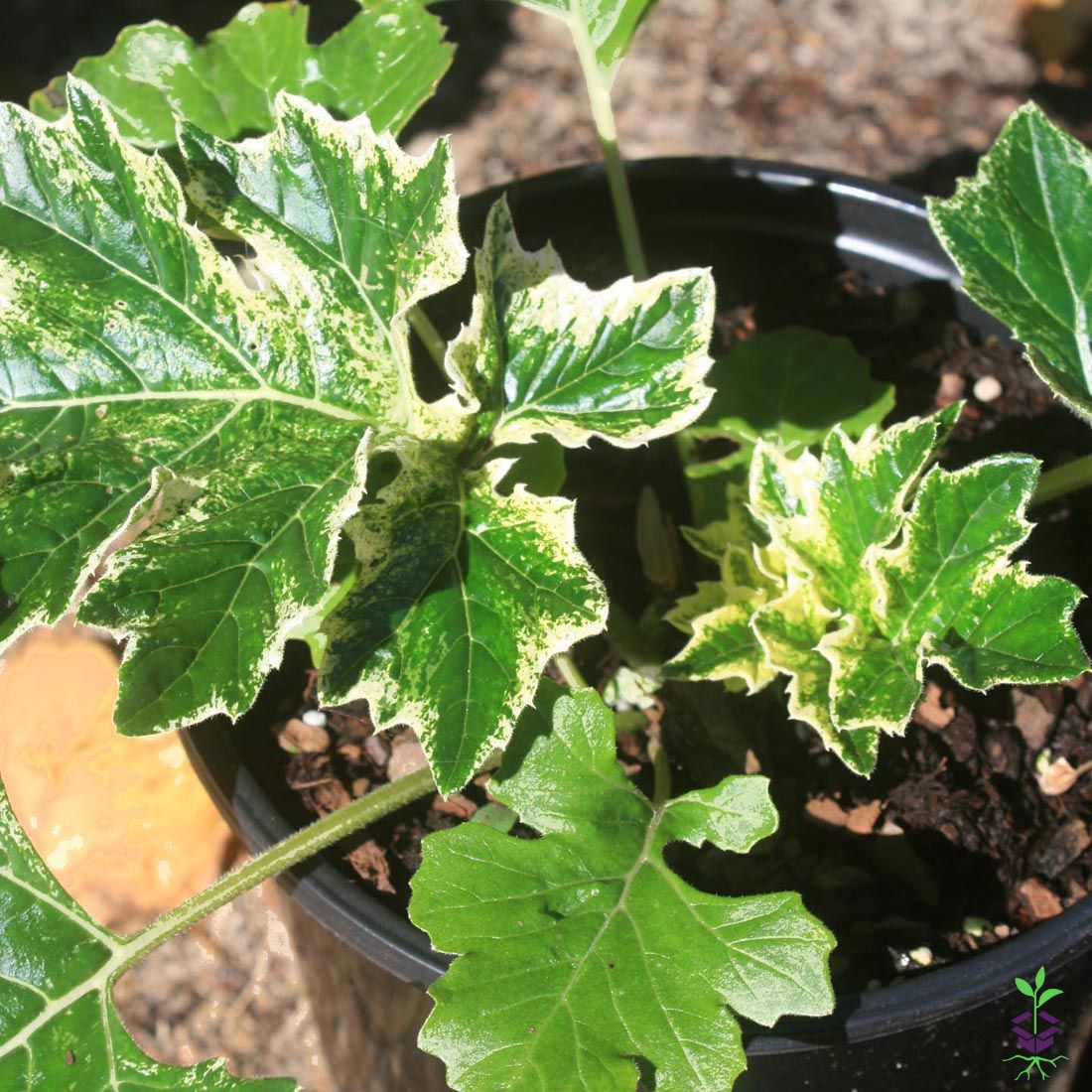 Acanthus 'Whitewater'