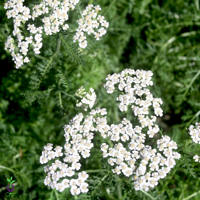 Achillea millefolium 'White' Yarrow