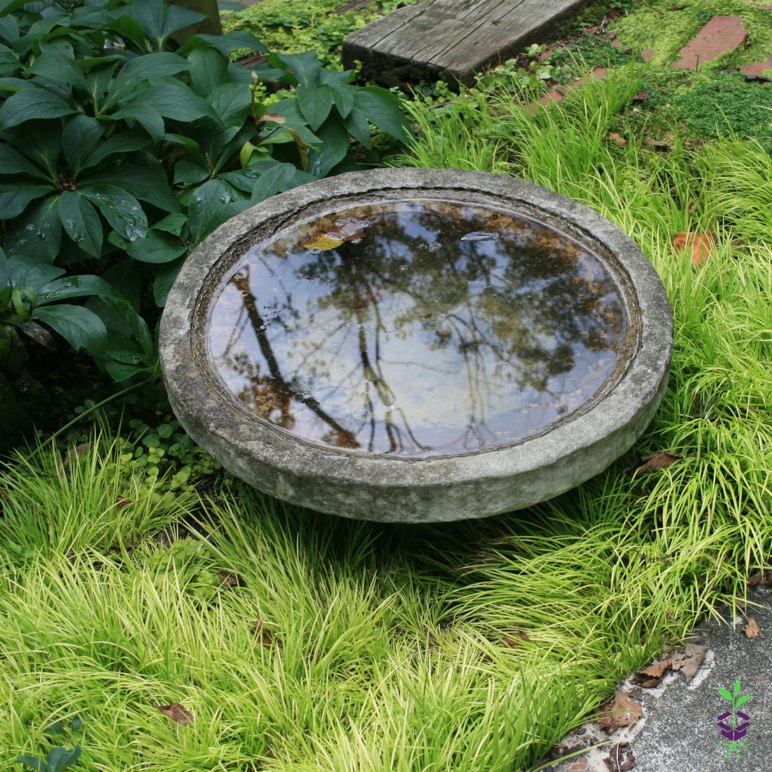 Acorus gramineus 'Minimus Aureus'