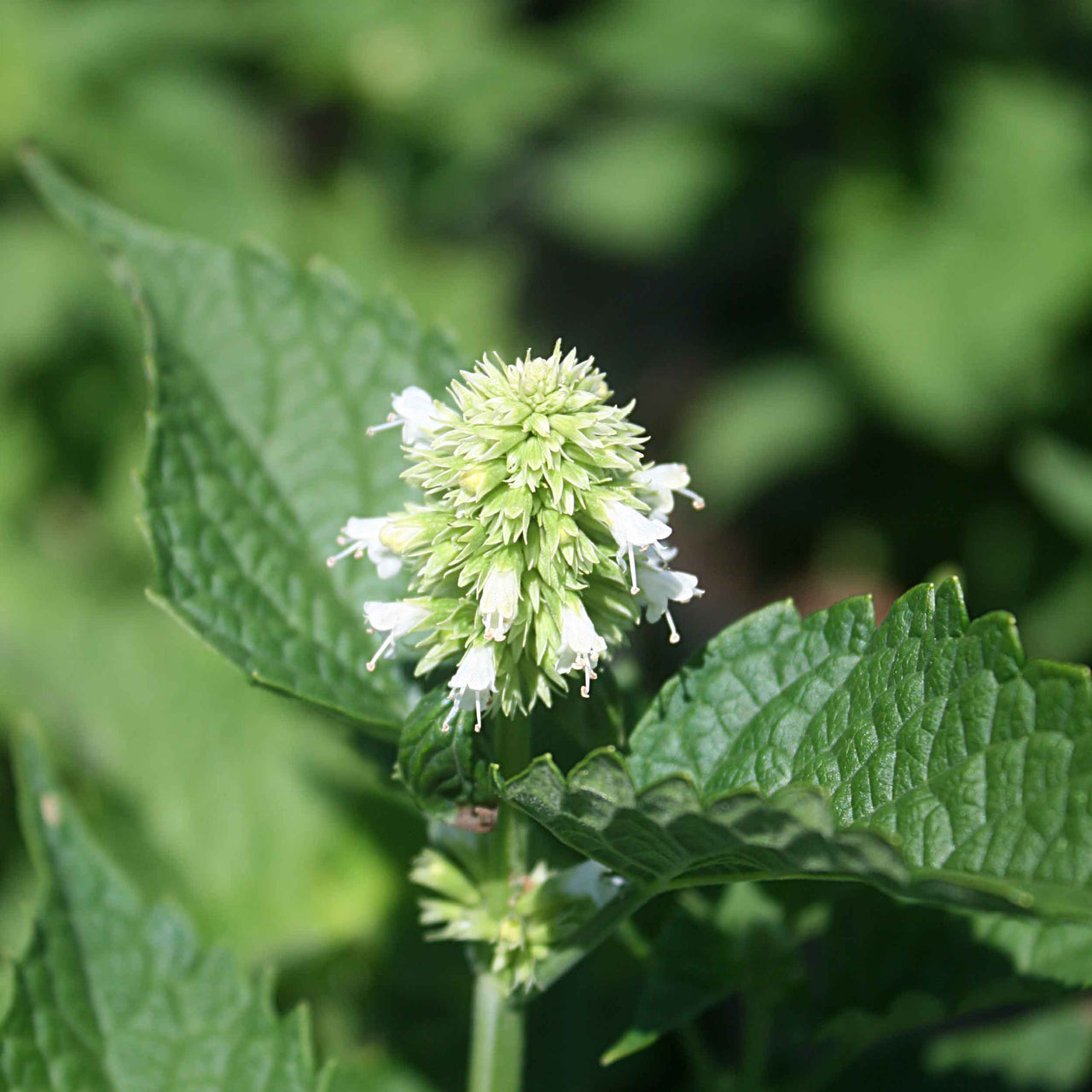 Agastache 'Honey Bee White'