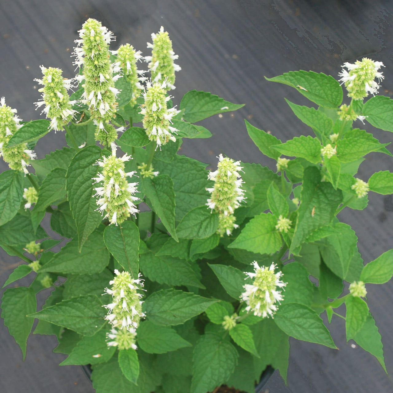 Agastache 'Honey Bee White'