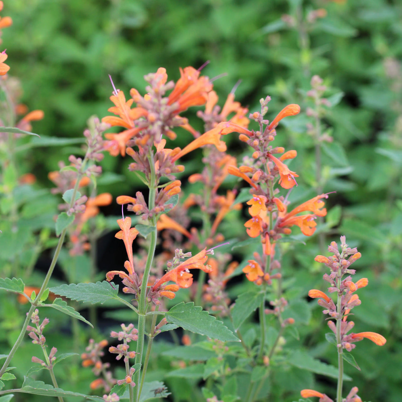 Agastache 'Kudos Mandarin' Hummingbird Mint