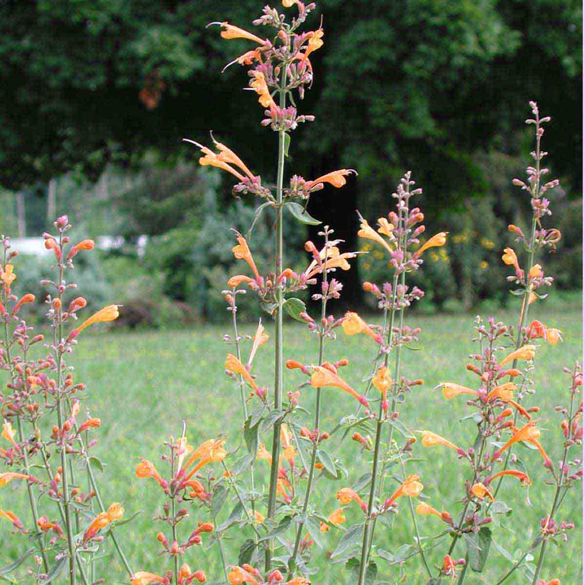 Agastache aurantiaca 'Apricot Sprite' Hummingbird Mint