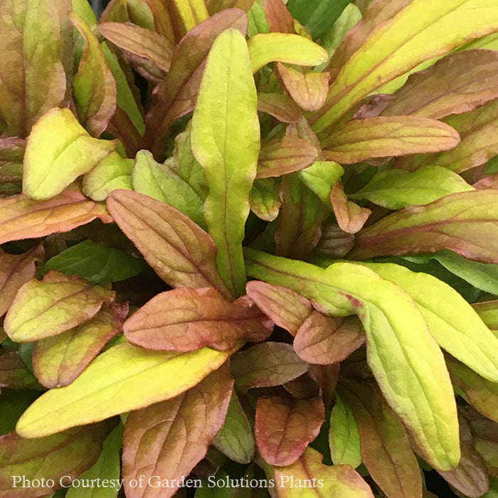 Ajuga 'Fancy Finch' Bugleweed