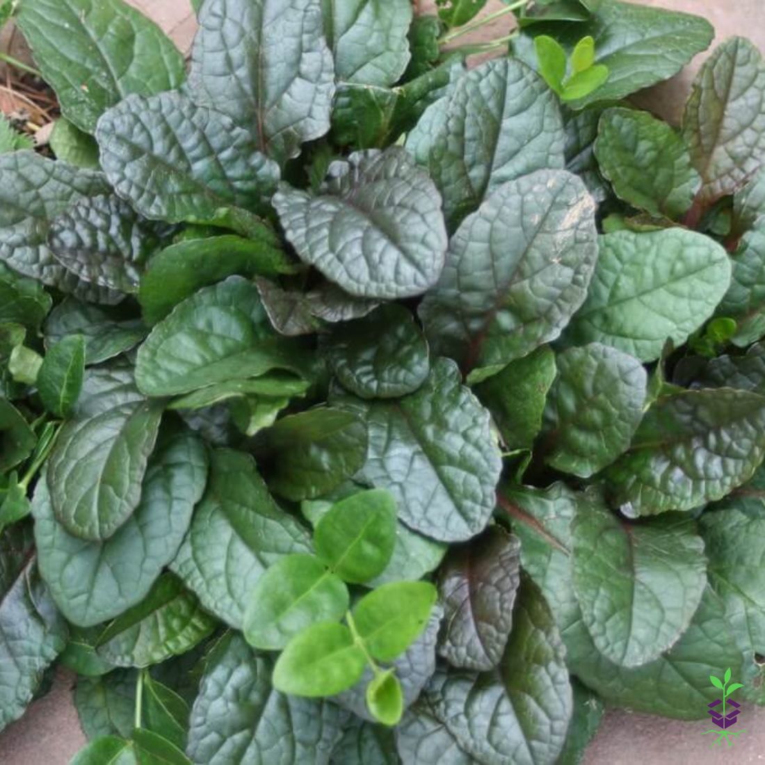 Bugleweed Roots Ajuga 'Bronze Beauty' Bugleweed