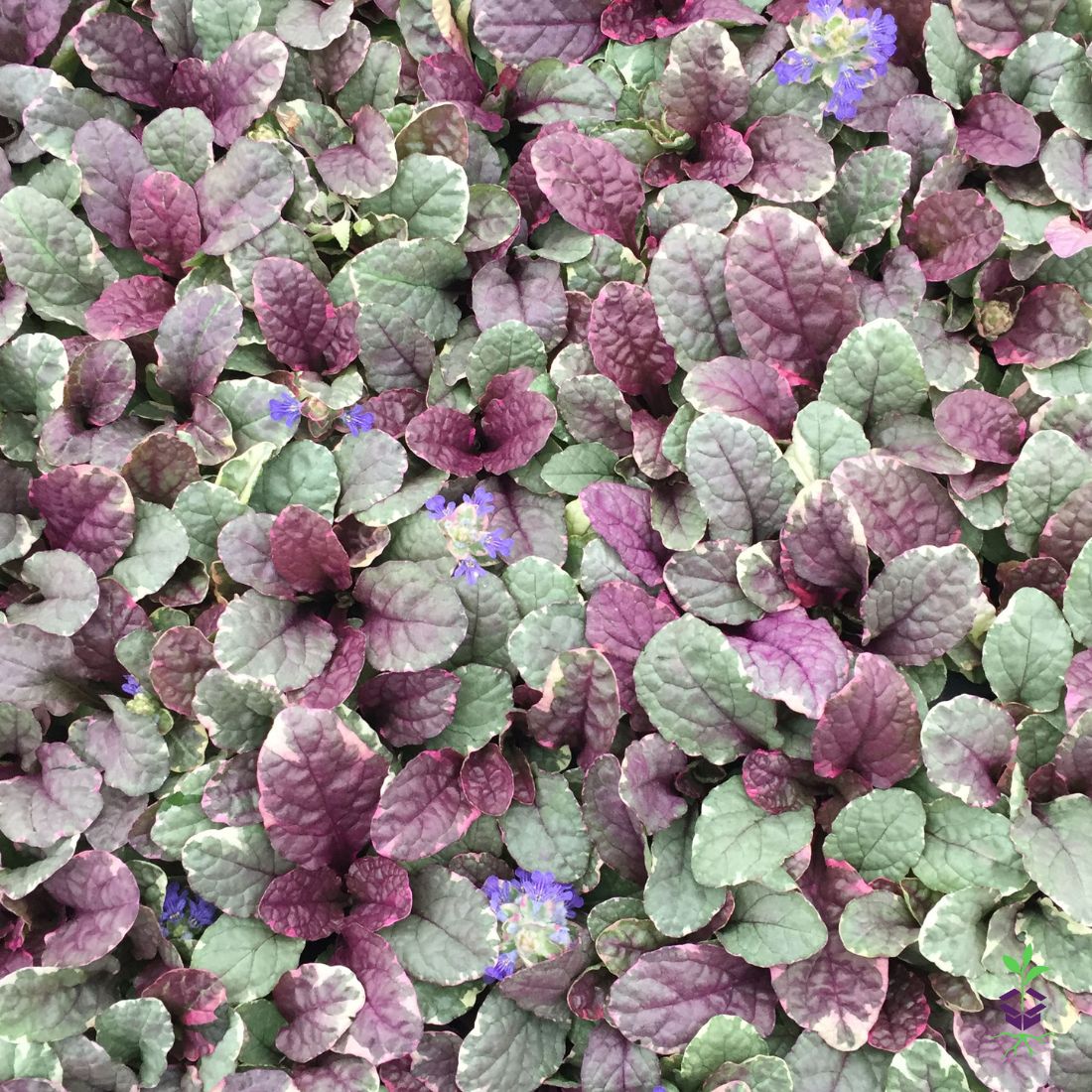 Ajuga reptans 'Burgundy Glow' Bugleweed
