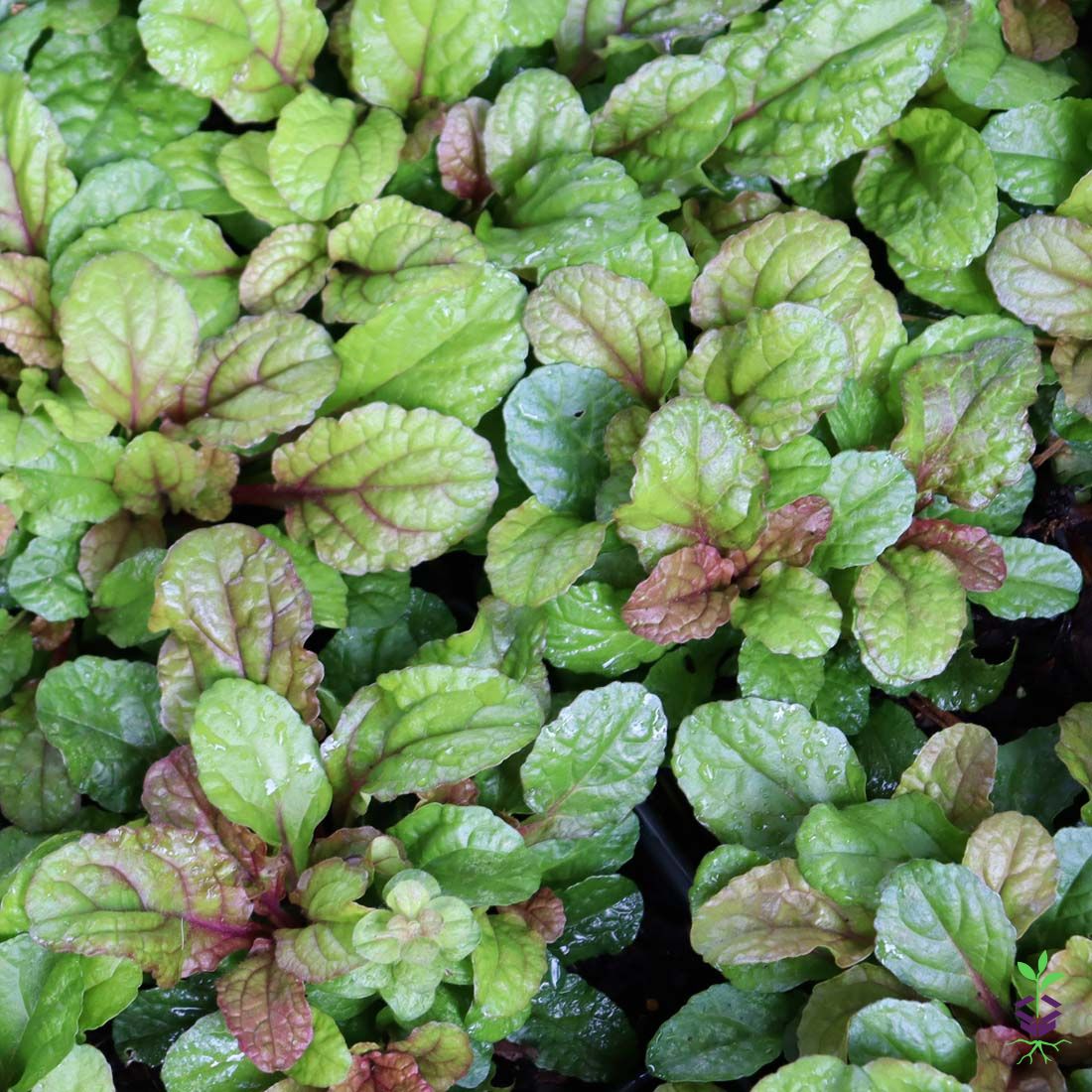 Bugleweed Roots Ajuga 'Parrot Paradise' Bugleweed ┃ Rare Roots