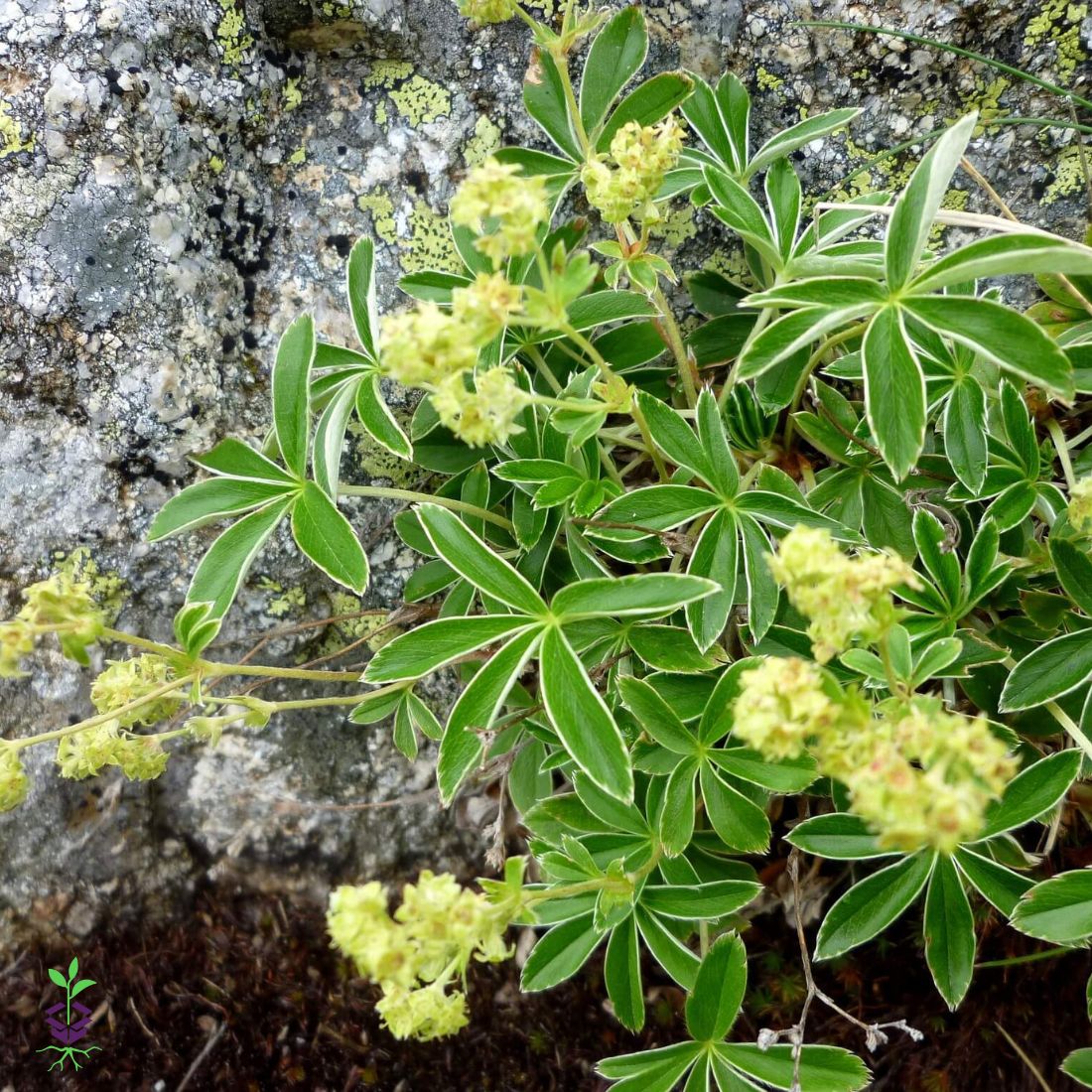 Alchemilla alpina Lady's Mantle