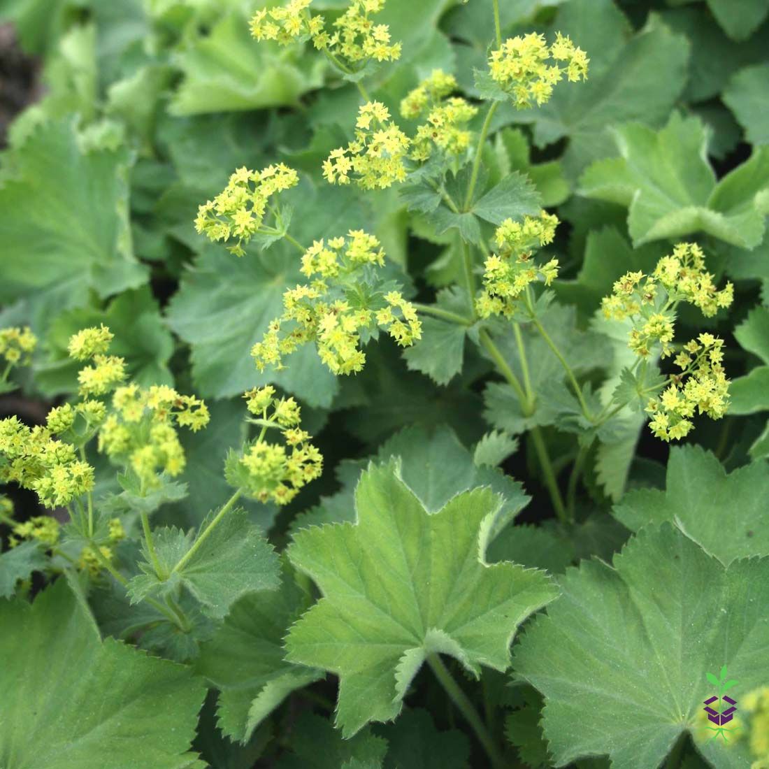 Alchemilla mollis 'Thriller' Lady's Mantle
