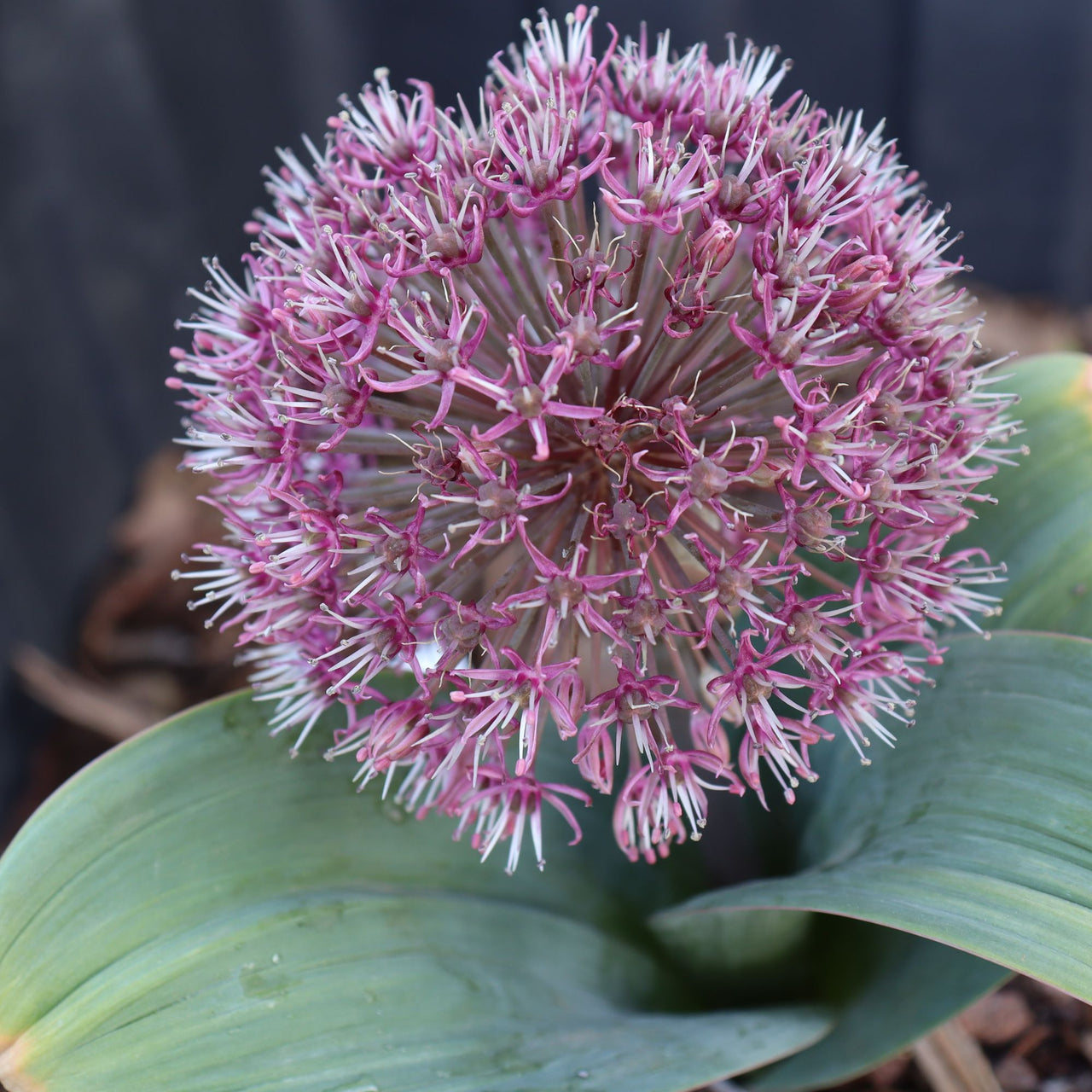 Allium karataviense 'Red Giant' Ornamental Onion