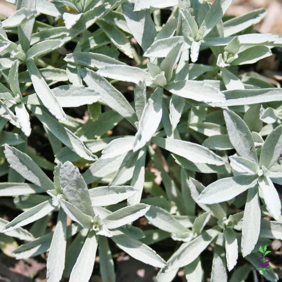 Artemisia ludoviciana 'Valerie Finnis' Wormwood