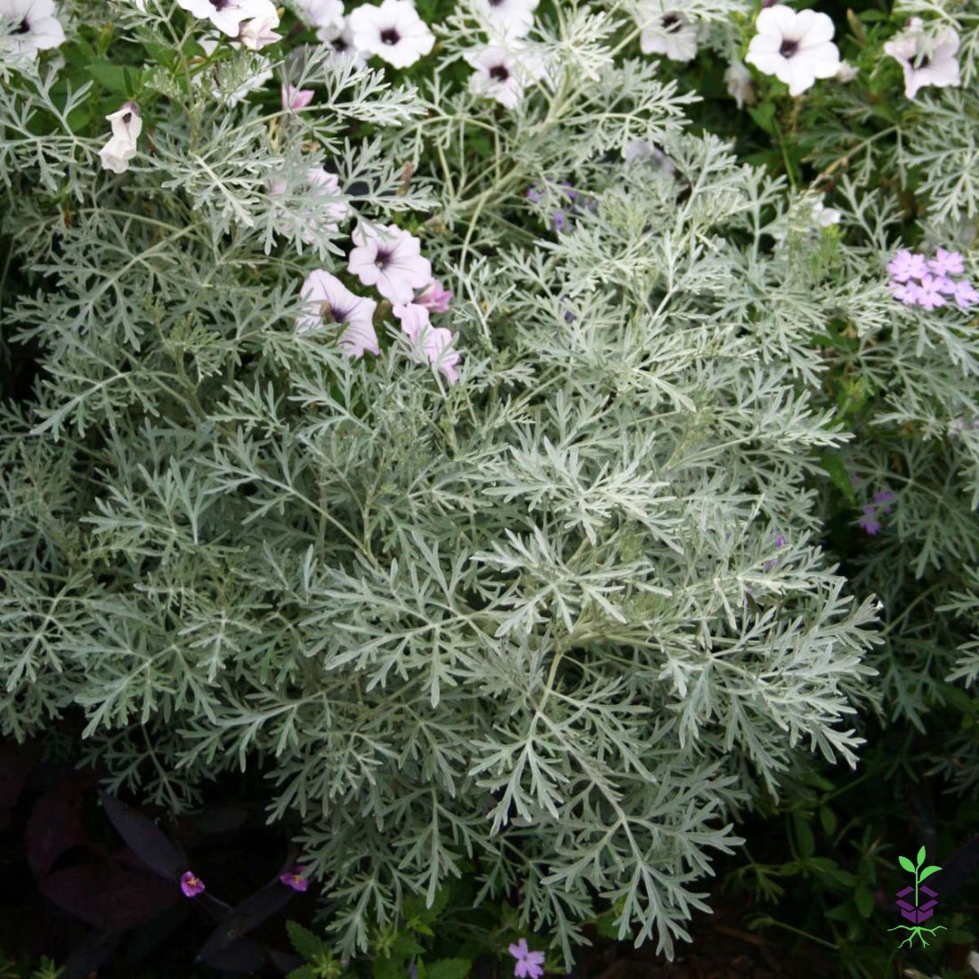 Artemisia arborescens 'Powis Castle' Wormwood