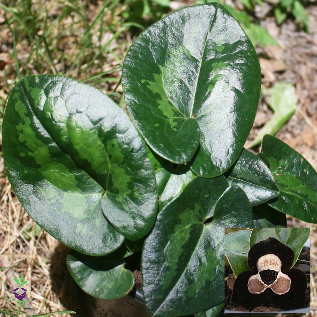 Asarum maximum 'Ling Ling' Panda Face Ginger