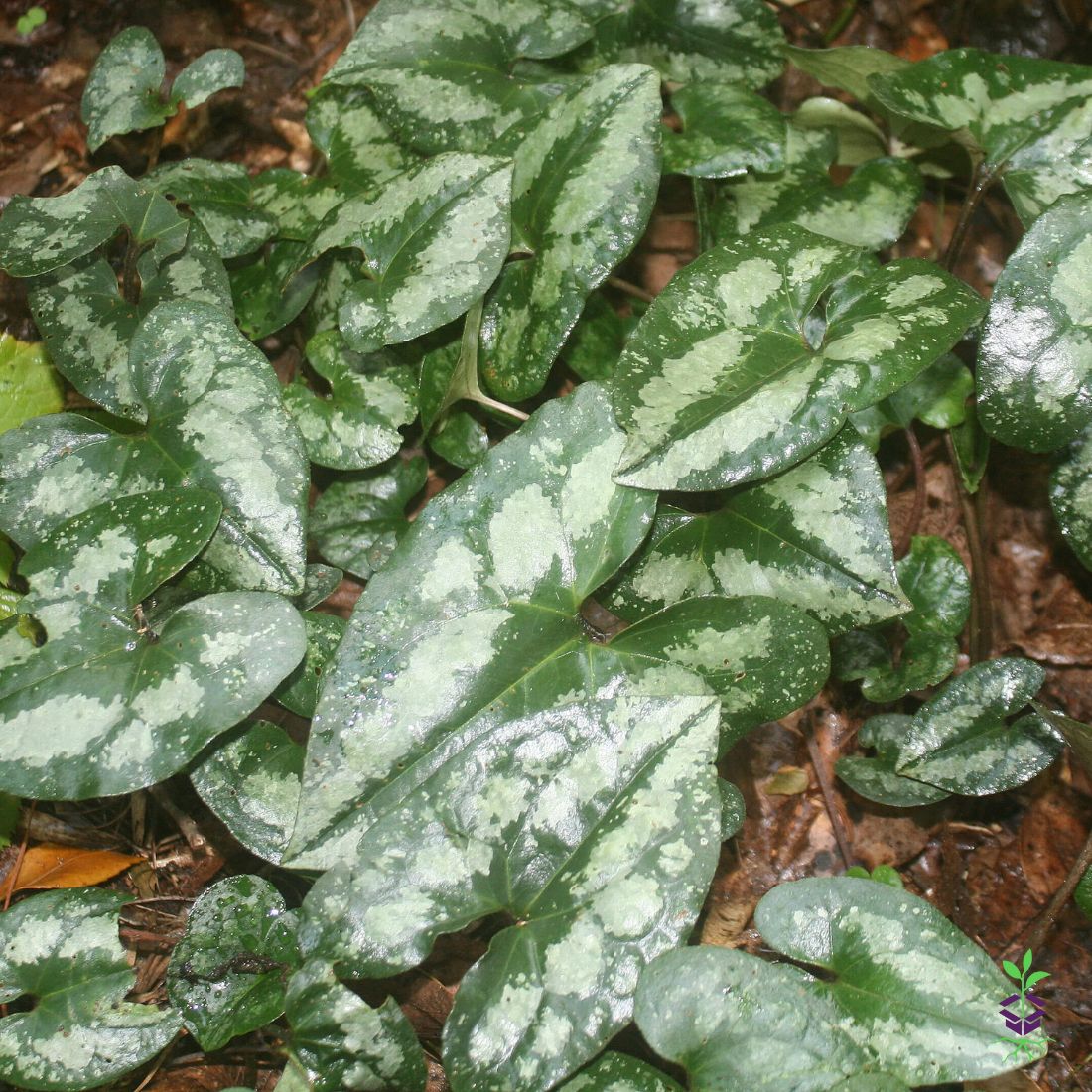 Asarum splendens Wild Ginger | Rare Roots