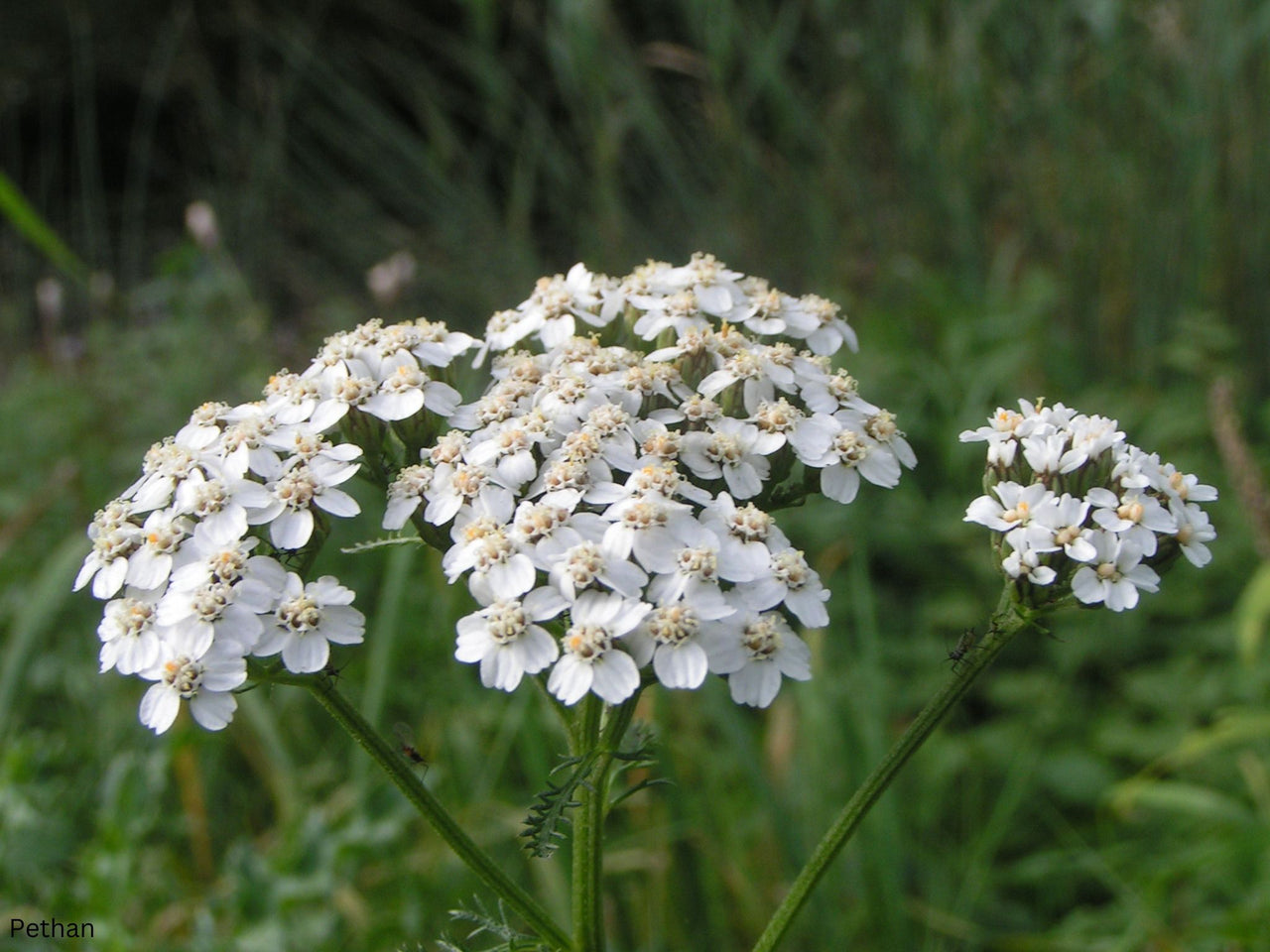 Achillea millefolium 'White' Yarrow