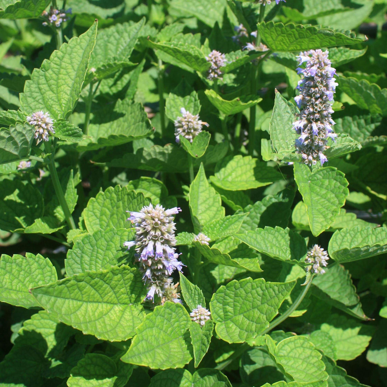 Agastache rugosa 'Honey Bee Blue' Hummingbird Mint