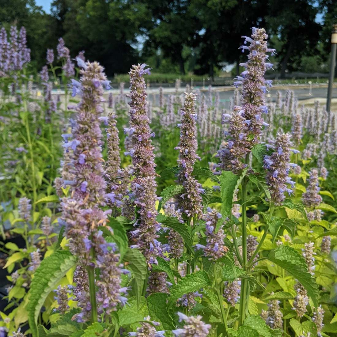 Agastache foeniculum Hummingbird Mint