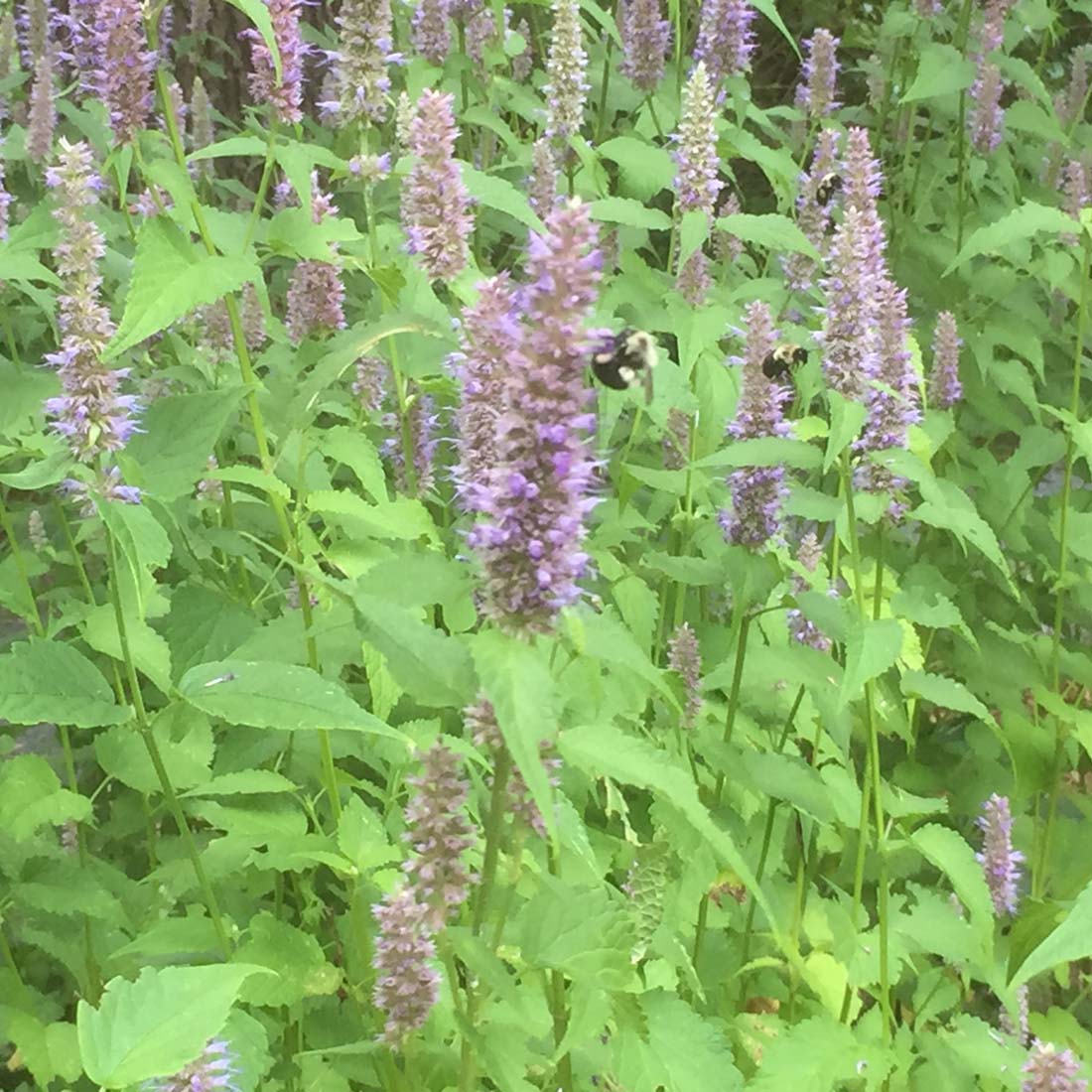 Agastache foeniculum Hummingbird Mint