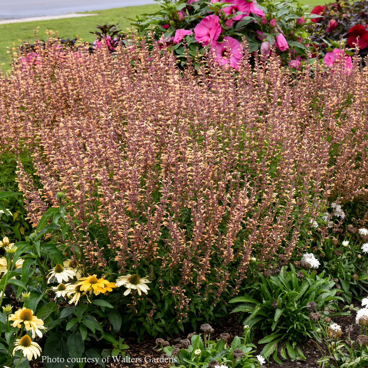 Agastache 'Queen Nectarine' Hummingbird Mint