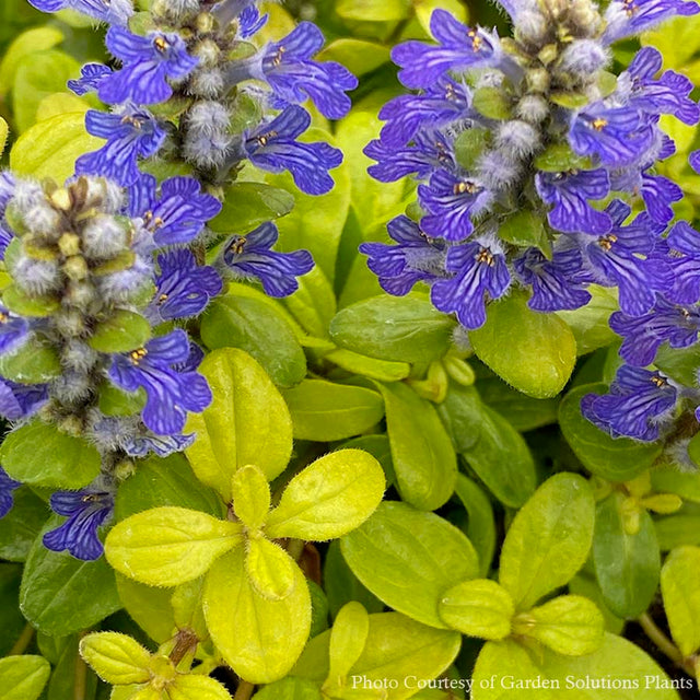 Ajuga 'Cordial Canary' Bugleweed for Sale | Rare Roots