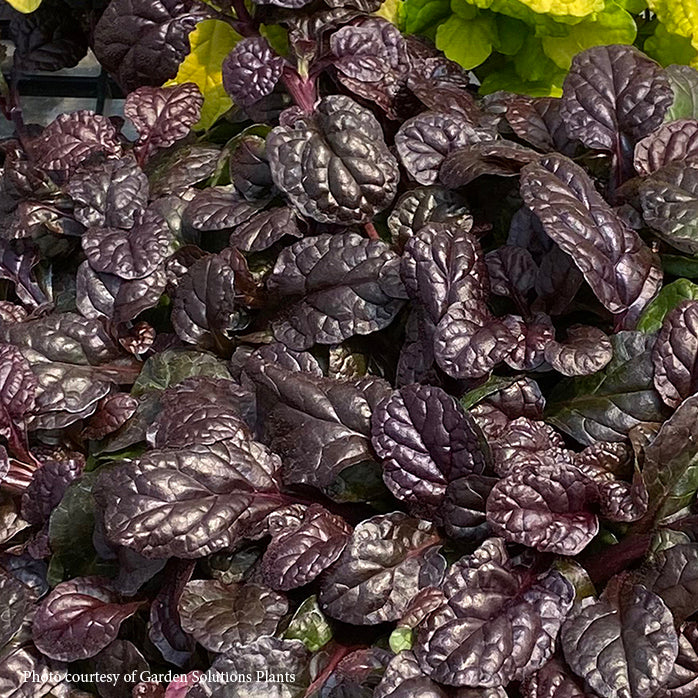 Bugleweed Roots Ajuga 'Fierce Falcon' Bugleweed for Sale | Rare Roots