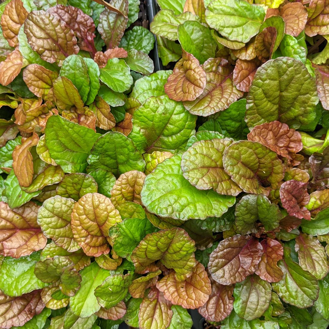 Ajuga 'Parrot Paradise' Bugleweed