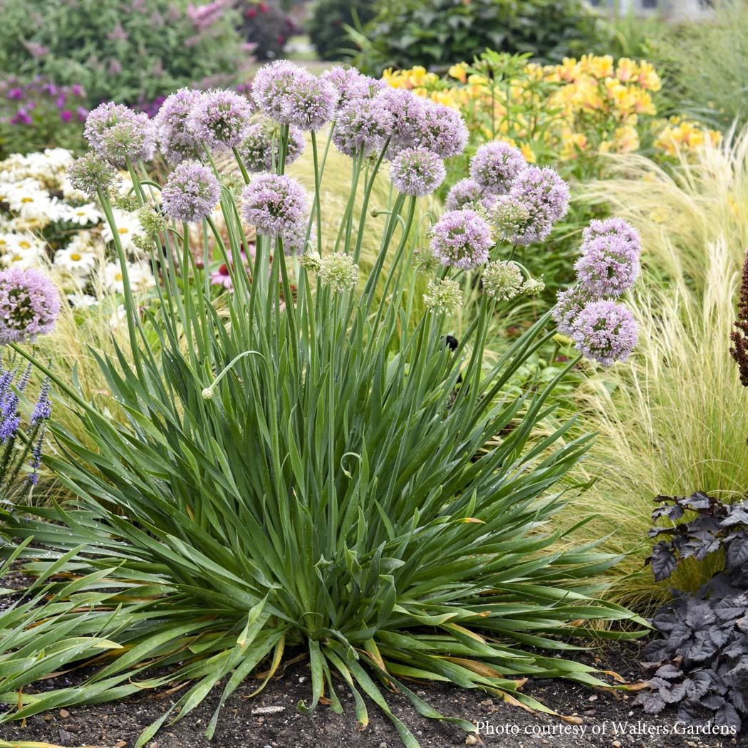 Allium 'Bubble Bath'