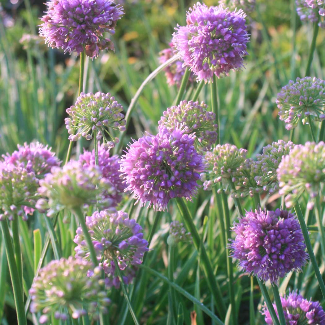 Allium 'Medusa' Ornamental Onion