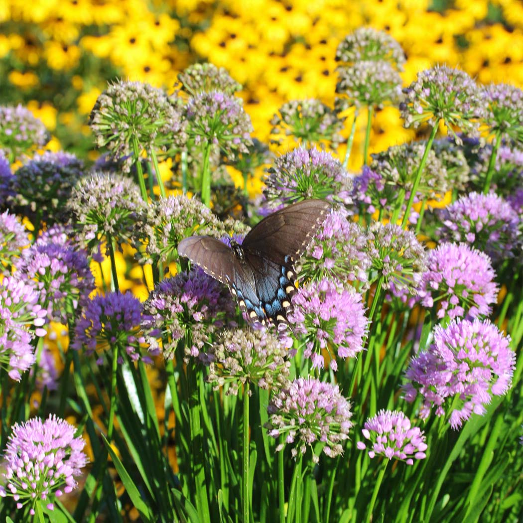 Allium 'Millenium' Ornamental Onion