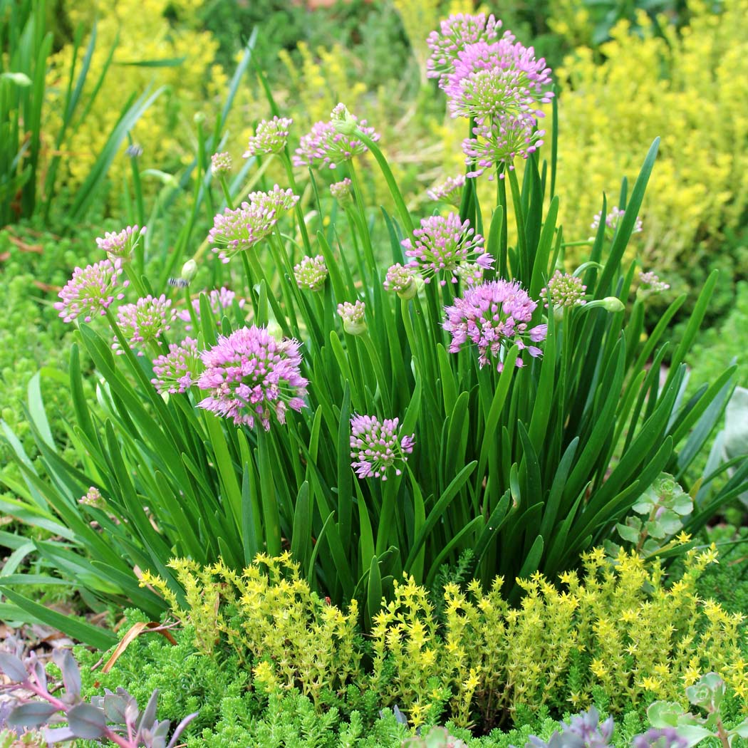 Allium 'Millenium' Ornamental Onion