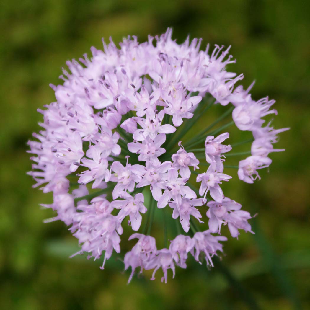 Allium senescens Ornamental Onion