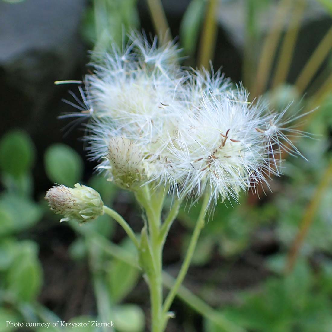 Antennaria plantaginifolia Pussytoes