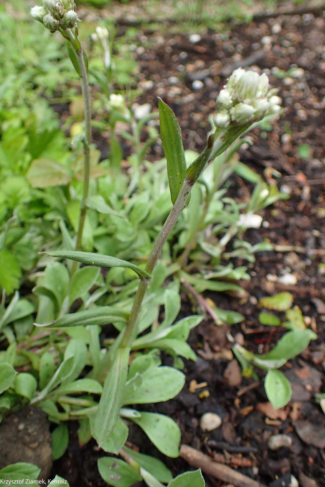 Antennaria plantaginifolia Pussytoes