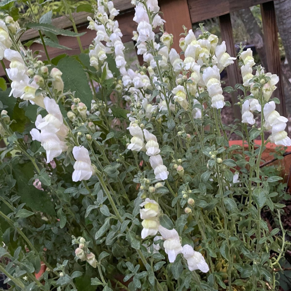 Antirrhinum hispanicum 'White' Spanish Snapdragon