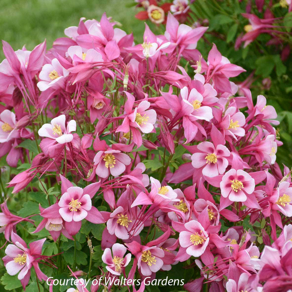 Columbine Roots Aquilegia 'Kirigami Rose & Pink' Columbine | Rare Roots