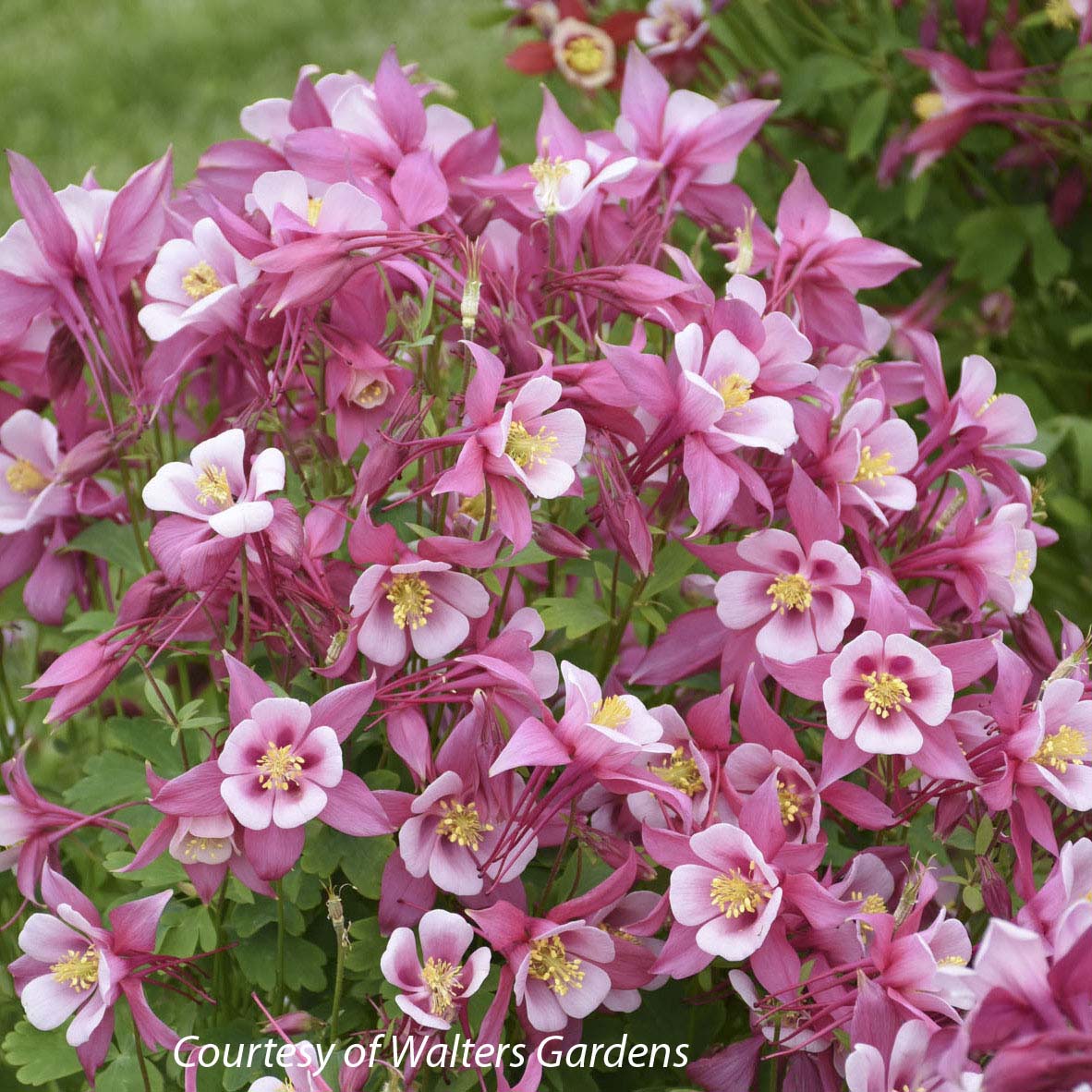 Aquilegia 'Kirigami Rose & Pink' Columbine