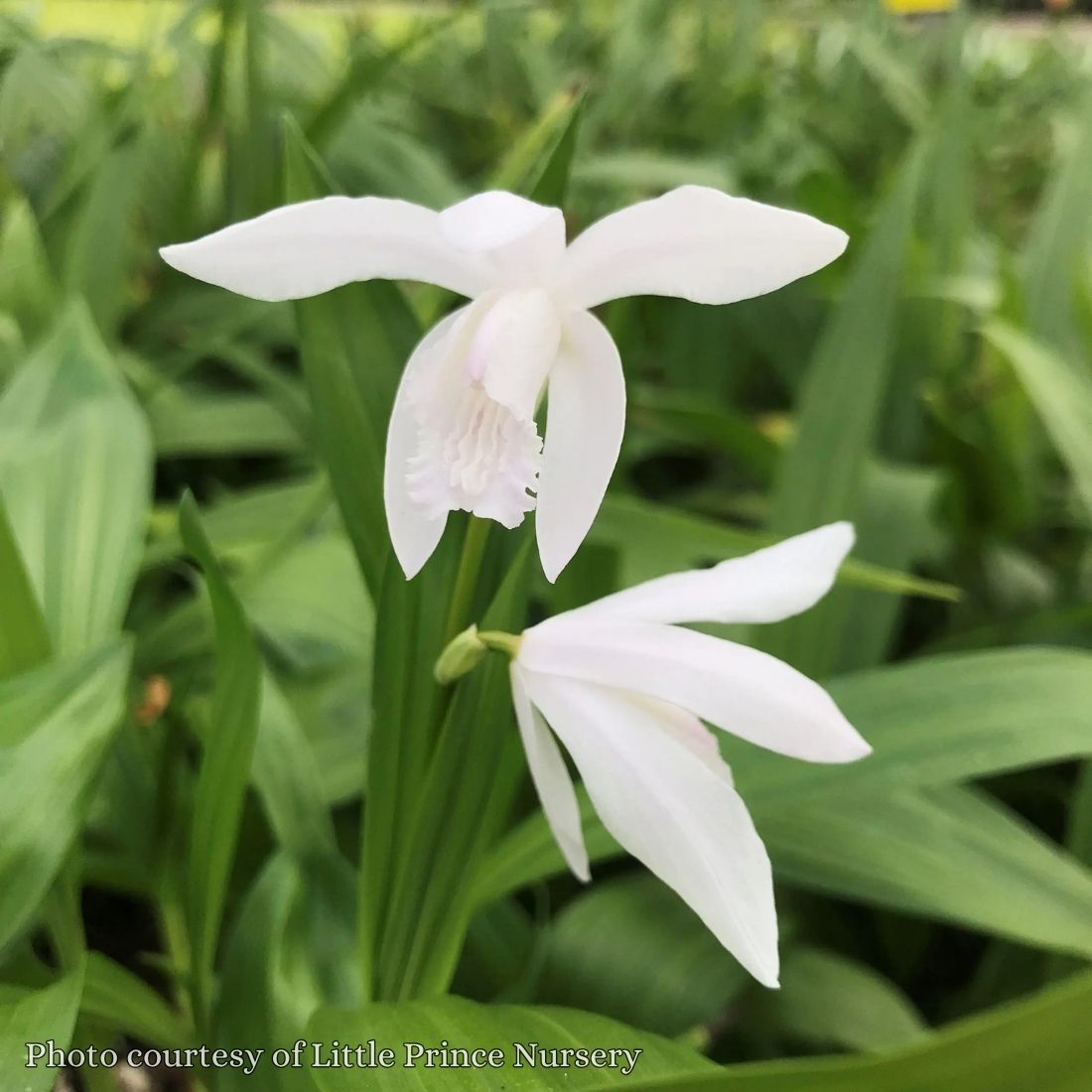 Bletilla striata 'Alba' Hardy Orchid
