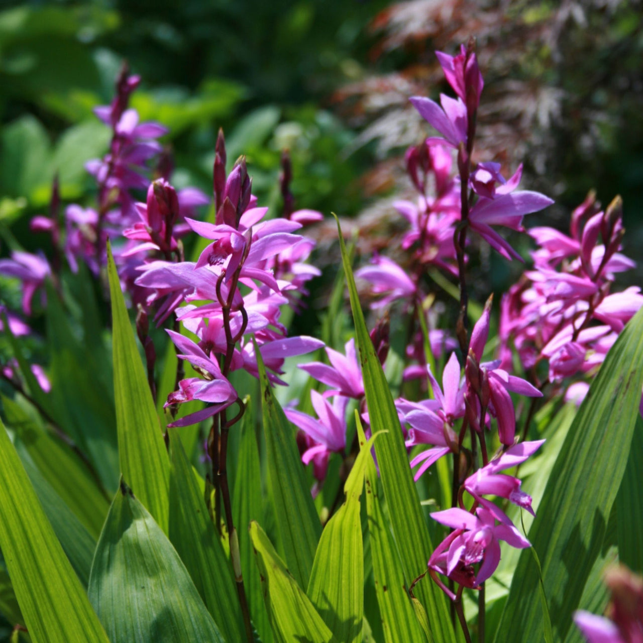 Bletilla striata Hardy Ground Orchid